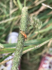 Rhagonycha fulva