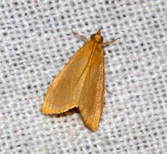 Loxoneptera dichroma