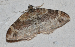 Xanthorhoe spadicearia
