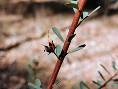 Pultenaea euchila