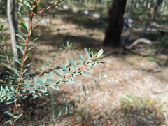 Pultenaea euchila
