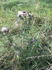 Cirsium vulgare