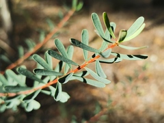 Pultenaea euchila