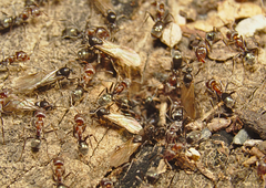 Iridomyrmex rufoniger