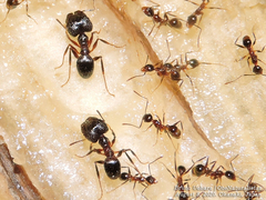Pheidole nodus