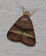 Ozarba punctigera