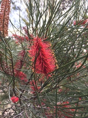 Hakea bucculenta