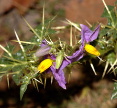 Solanum virginianum