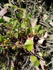 Oxalis lotoides