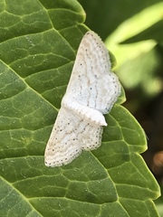 Idaea elongaria