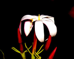 Jasminum malabaricum