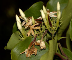 Jasminum malabaricum