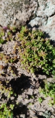 Crassula moschata