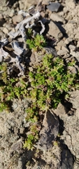 Crassula moschata