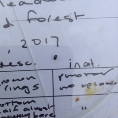 Brassicogethes aeneus