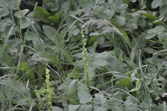 Platanthera stricta