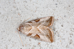 Eucarta virgo