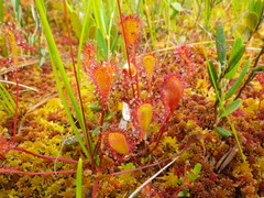 Drosera × obovata