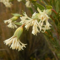 Pimelea stricta