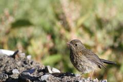 Tarsiger johnstoniae