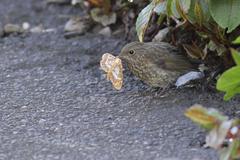 Tarsiger johnstoniae