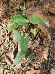 Aristolochia meridionalis