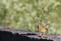 Horornis acanthizoides