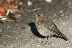 Tarsiger johnstoniae