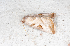 Eucarta virgo