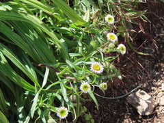 Erigeron morrisonensis