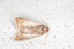 Eucarta virgo