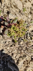 Crassula mataikona
