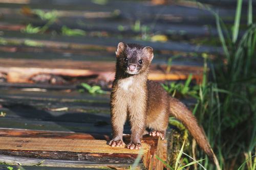 Siberian Weasel