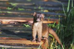 Siberian Weasel photo 5