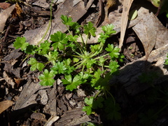 Hydrocotyle foveolata