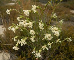 Pimelea stricta