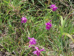 Dianthus longicalyx