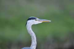 Ardea cinerea