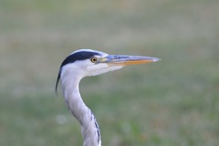 Ardea cinerea