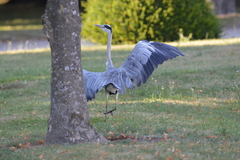 Ardea cinerea