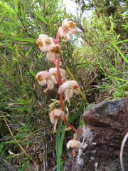 Pyrola morrisonensis