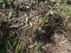 Juncus subsecundus