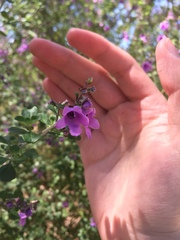 Prostanthera rotundifolia