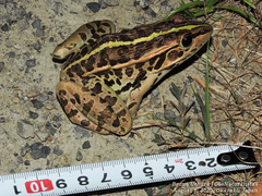 Pelophylax nigromaculatus