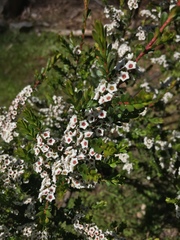 Thryptomene calycina