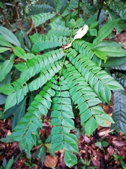 Archidendron clypearia