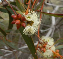 Eucalyptus diversifolia