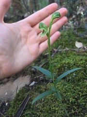 Pterostylis melagramma