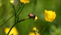 Phyllopertha horticola