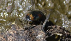 Sphaeridium scarabaeoides